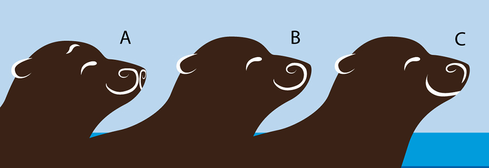 Sea Lion Facial Pattern Variations Sea Lion Facial Pattern Variations