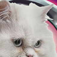 Pampered Pets